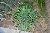 Bromus carinatus