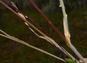 Bromus briziformis