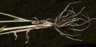 Bromus briziformis