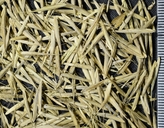 Bromus sitchensis