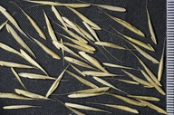 Bromus sitchensis