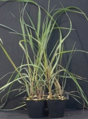 Bromus sitchensis