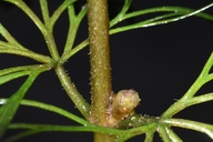 Cabomba caroliniana