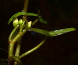 Cabomba caroliniana