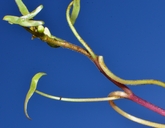 Cabomba caroliniana