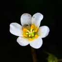 Cabomba caroliniana