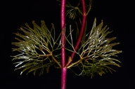 Cabomba caroliniana
