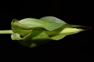 Calystegia sepium ssp. angulata