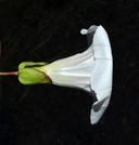 Calystegia sepium ssp. angulata