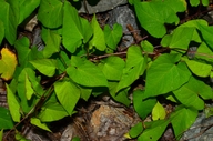 Calystegia sepium ssp. angulata