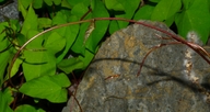 Calystegia sepium ssp. angulata