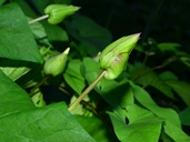 Calystegia silvatica ssp. disjuncta