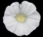 Calystegia silvatica ssp. disjuncta