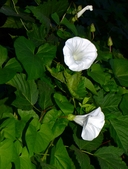 Calystegia silvatica ssp. disjuncta