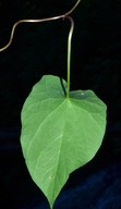 Calystegia silvatica ssp. disjuncta