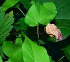 Calystegia silvatica ssp. disjuncta