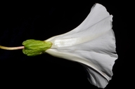 Calystegia silvatica ssp. disjuncta