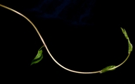 Calystegia silvatica ssp. disjuncta