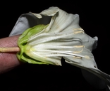 Calystegia silvatica ssp. disjuncta