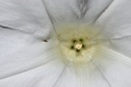 Calystegia silvatica ssp. disjuncta