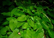 Calystegia silvatica ssp. disjuncta