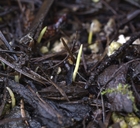 Camassia leichtlinii