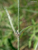 Froelichia gracilis