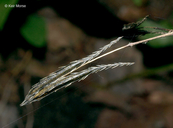 Osmorhiza claytonii