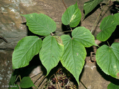 Aralia racemosa ssp. racemosa