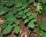 Aralia racemosa ssp. racemosa