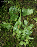 Asplenium rhizophyllum