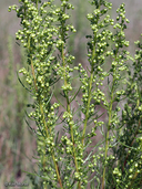 Artemisia campestris ssp. caudata