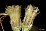 Eurybia macrophylla