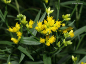 Common Flat-topped Goldenrod