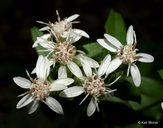 Toothed White-topped Aster