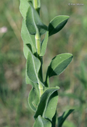 Solidago rigida ssp. humilis