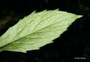 Solidago ulmifolia var. ulmifolia