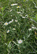 Western Lined Aster