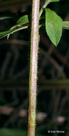 Symphyotrichum ontarionis var. ontarionis