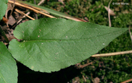 Symphyotrichum urophyllum