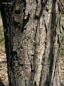 Acer rubrum