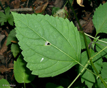 Ageratina altissima var. altissima