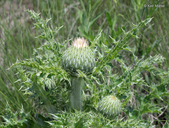 Hill's Thistle