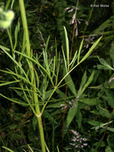 Coreopsis tinctoria