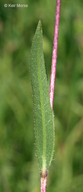 Helianthus pauciflorus ssp. subrhomboideus