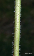 Helianthus tuberosus