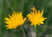 Two-flower Dwarf-dandelion