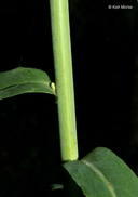Lactuca canadensis