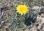 Sharp-point Prairie-dandelion