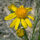 Silver Woolly-groundsel